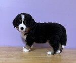 Small #1 Bernese Mountain Dog