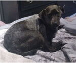 Small #8 Mutt