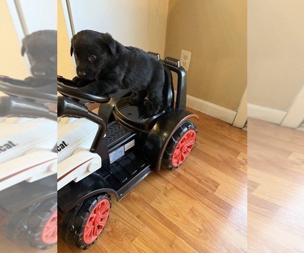 Medium Photo #3 Labrador Retriever Puppy For Sale in CLINTWOOD, VA, USA