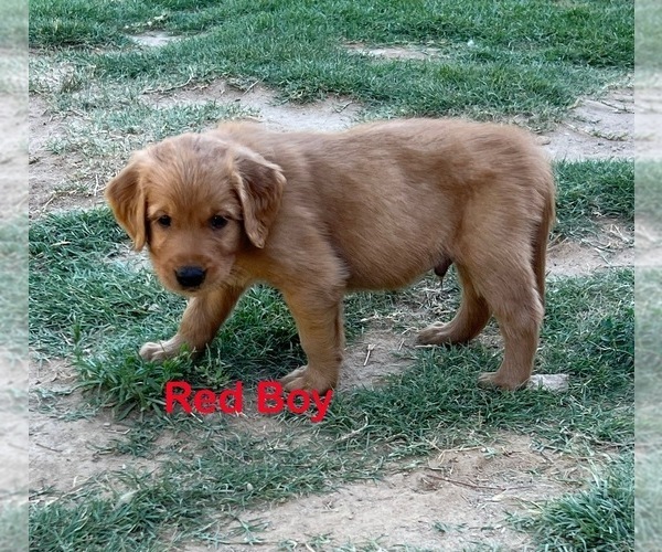 Medium Photo #10 Golden Retriever Puppy For Sale in FRESNO, CA, USA