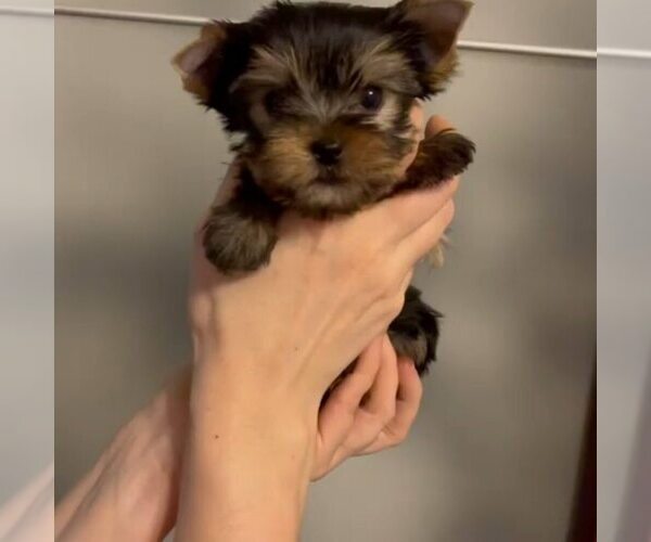 Medium Photo #1 Yorkshire Terrier Puppy For Sale in BELL GARDENS, CA, USA