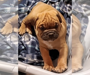 Medium Olde English Bulldogge
