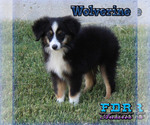 Puppy 5 Miniature Australian Shepherd