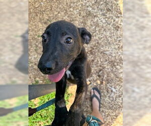 Labrador Retriever-Unknown Mix Dogs for adoption in Sparta, TN, USA