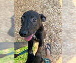 Small Labrador Retriever Mix