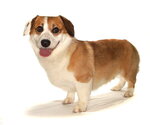 Small #1 Mutt