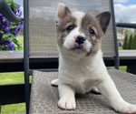 Puppy River Alaskan Husky-Border Collie Mix