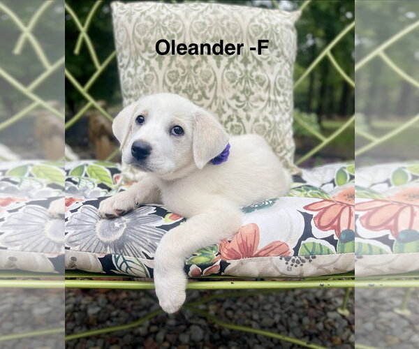 Medium Photo #2 Labrenees Puppy For Sale in Rockaway, NJ, USA