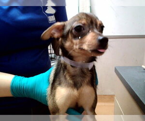 Mutt Dogs for adoption in Martinez, CA, USA