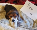 Puppy 4 Beagle