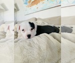 Small #4 American Pit Bull Terrier-Labrador Retriever Mix
