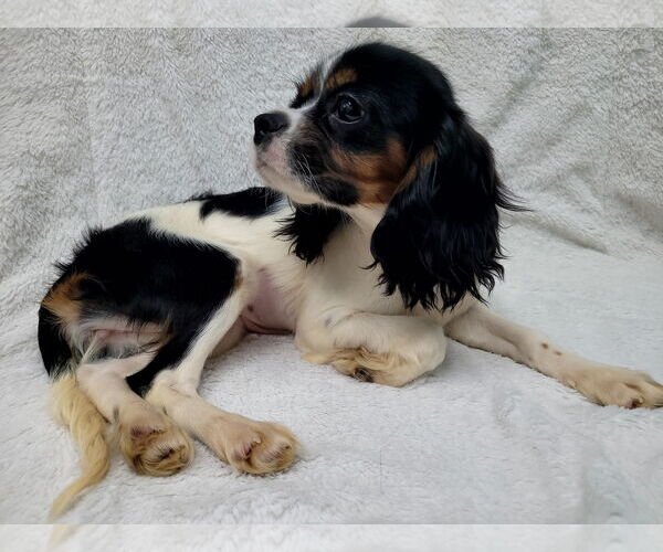 Medium Photo #6 Cavalier King Charles Spaniel Puppy For Sale in Lincolnwood, IL, USA
