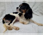 Small #5 Cavalier King Charles Spaniel
