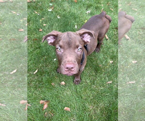 Medium Photo #5 American Staffordshire Terrier-Labrador Retriever Mix Puppy For Sale in Princeton, MN, USA