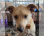 Small Labrador Retriever Mix