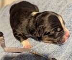 Small Photo #37 Australian Shepherd Puppy For Sale in SYLVA, NC, USA