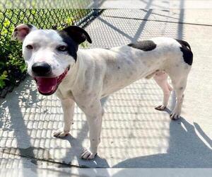 Mutt Dogs for adoption in Tulsa, OK, USA