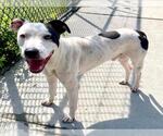 RAMBO - Male Mutt Dog for Adoption - Small photo