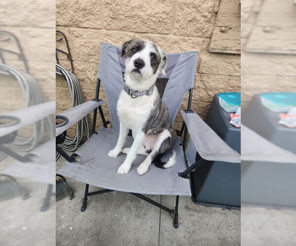 Medium Photo #2 Mutt Puppy For Sale in Mission Viejo, CA, USA
