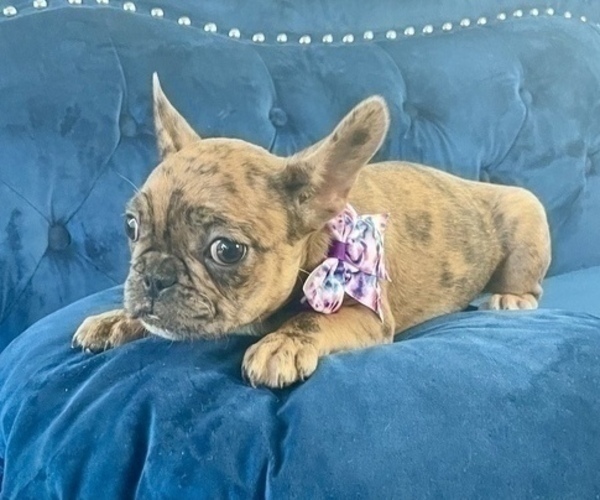 Medium Photo #2 French Bulldog Puppy For Sale in RALEIGH, NC, USA