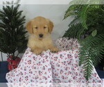 Puppy Freddy Golden Retriever