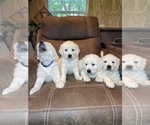 Small Photo #16 English Cream Golden Retriever Puppy For Sale in COHUTTA, GA, USA