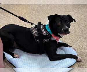 American Pit Bull Terrier-Unknown Mix Dogs for adoption in Germantown, OH, USA