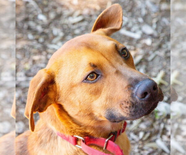 Medium Photo #13 Mutt Puppy For Sale in Canton, CT, USA