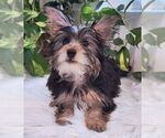 Small #7 Mutt