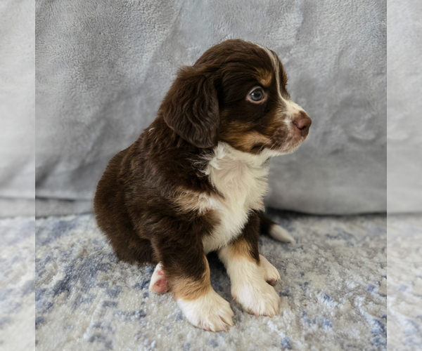 Medium Photo #55 Aussiedoodle Miniature -Miniature Bernedoodle Mix Puppy For Sale in CULPEPER, VA, USA