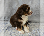 Small Photo #55 Aussiedoodle Miniature -Miniature Bernedoodle Mix Puppy For Sale in CULPEPER, VA, USA