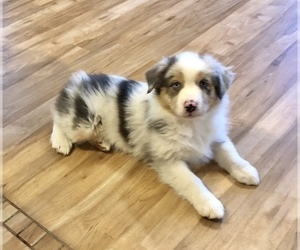 Australian Shepherd Puppy for Sale in BERESFORD, South Dakota USA