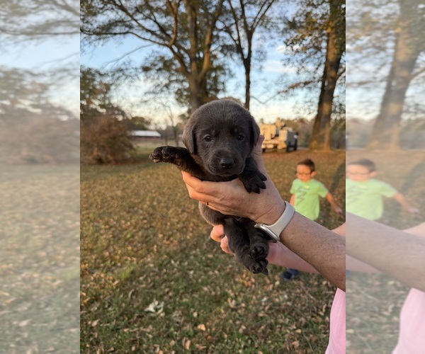 Medium Photo #1 Labrador Retriever Puppy For Sale in CULLMAN, AL, USA