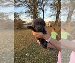 Puppy Purple female Labrador Retriever