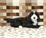 Small #1 Bernedoodle (Miniature)-Cavapoo (Miniature) Mix