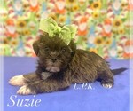 Image preview for Ad Listing. Nickname: Tiny Suzie