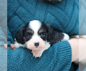 Cavapoo Puppy for sale in WHITE SALMON, WA, USA