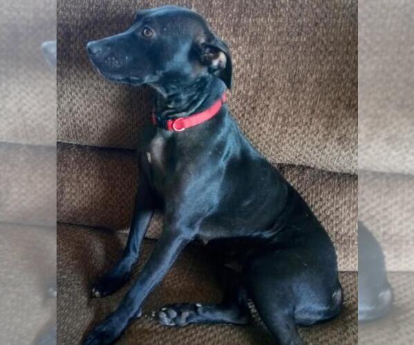 Medium Photo #6 Labrador Retriever-Unknown Mix Puppy For Sale in San Diego, CA, USA