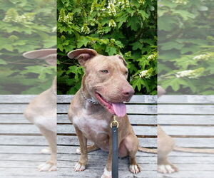 American Pit Bull Terrier-Unknown Mix Dogs for adoption in New York, NY, USA