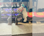 Small #1 English Bulldog