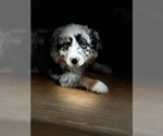 Small #2 Miniature Australian Shepherd