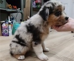 Small Photo #13 Australian Shepherd Puppy For Sale in TUSCUMBIA, AL, USA