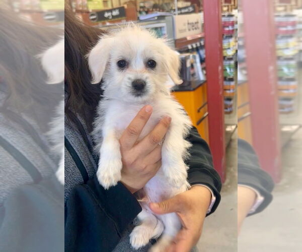 Medium Photo #23 Maltese Puppy For Sale in Pacifica, CA, USA
