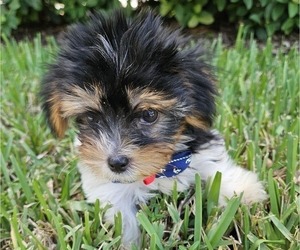 Biewer Terrier Puppy for sale in SARASOTA, FL, USA