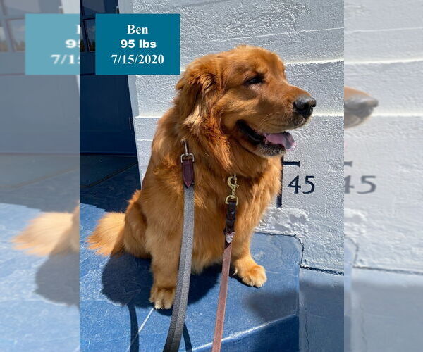 Medium Photo #14 Golden Retriever Puppy For Sale in West Hollywood, CA, USA