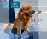 Small #13 Golden Retriever