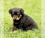 Small #3 Rottweiler