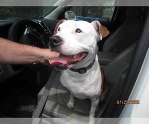 Staffordshire Bull Terrier Dogs for adoption in Ocala, FL, USA