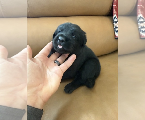 Medium Photo #4 Golden Shepherd Puppy For Sale in HAMILTON, TX, USA