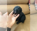 Litter of 4 - Male(s) and Female(s) Golden ShepherdLitter of Puppies for Sale - Photo #4